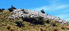 New Zealand-South Island-Southland High Country Station Ride
